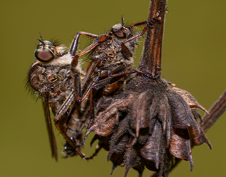 Macro / Close Up