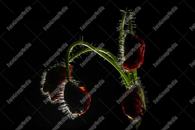 Poppy buds isolated on black background