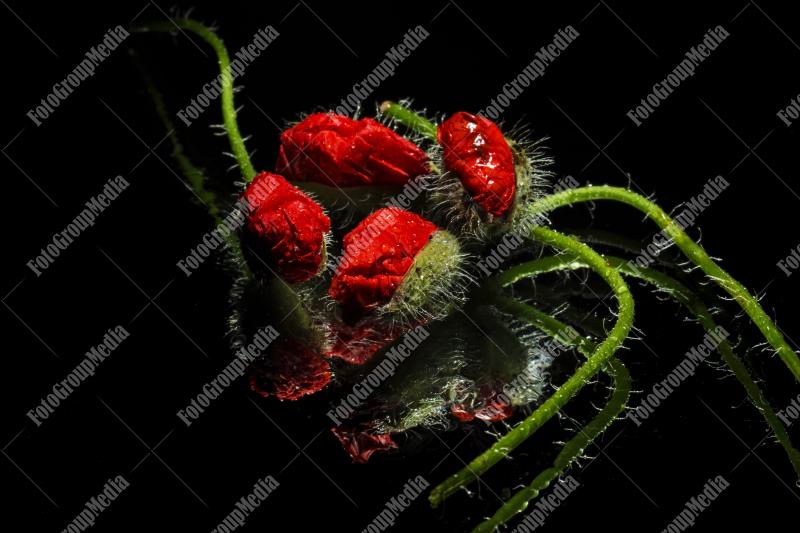 Poppy buds isolated on black background