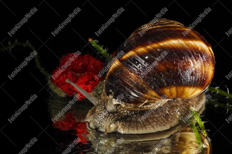 Snail in close up