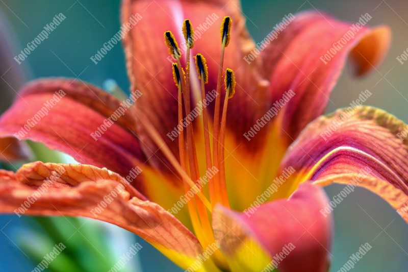 Orange lilly