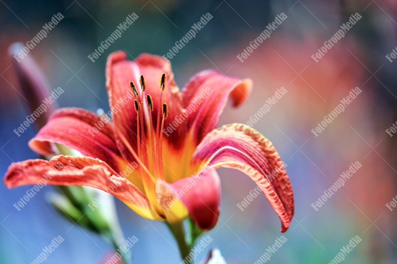 Orange lilly