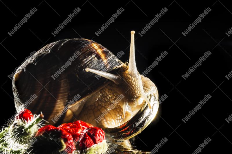 Snail and ring isolated on black background