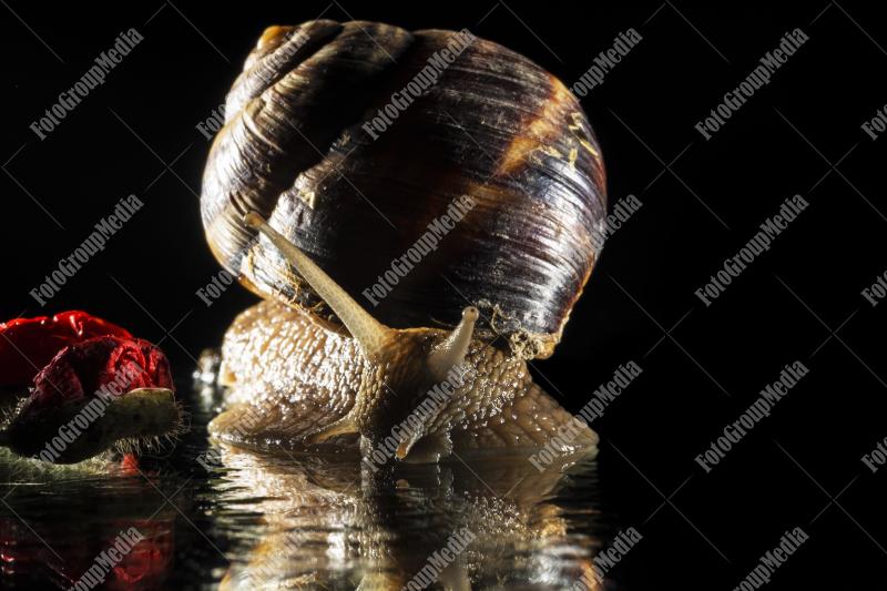 Close up of a garden snail