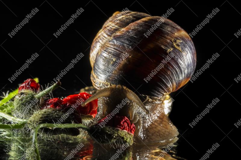 Snail and poppy buds on black background