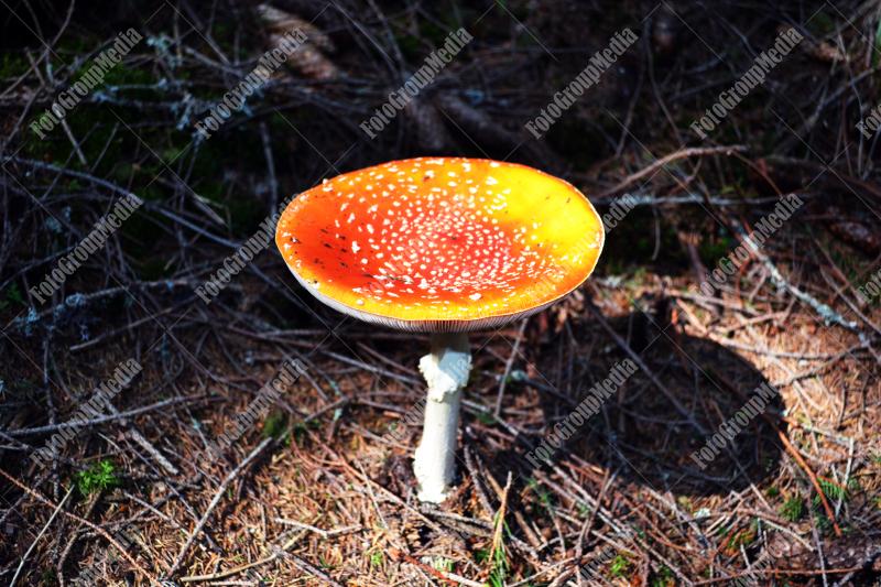 Amanita Muscaria , known as Fly agaric or fly Amanita mushrooms