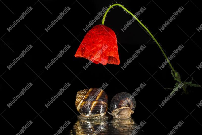 Garden snail under poppy flower