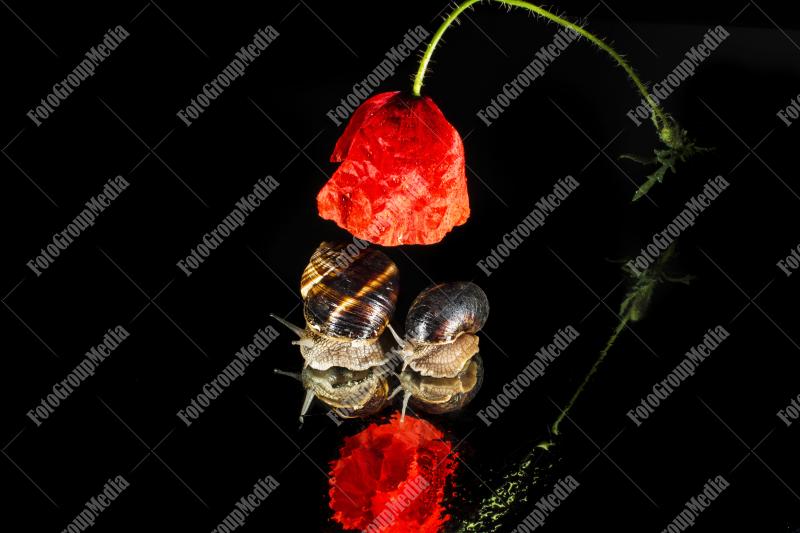 Garden snails under a poppy flower umbrella