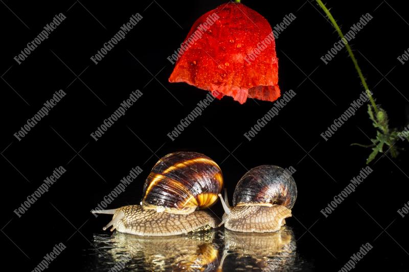 Garden snails resting under a poppy flower umbrella