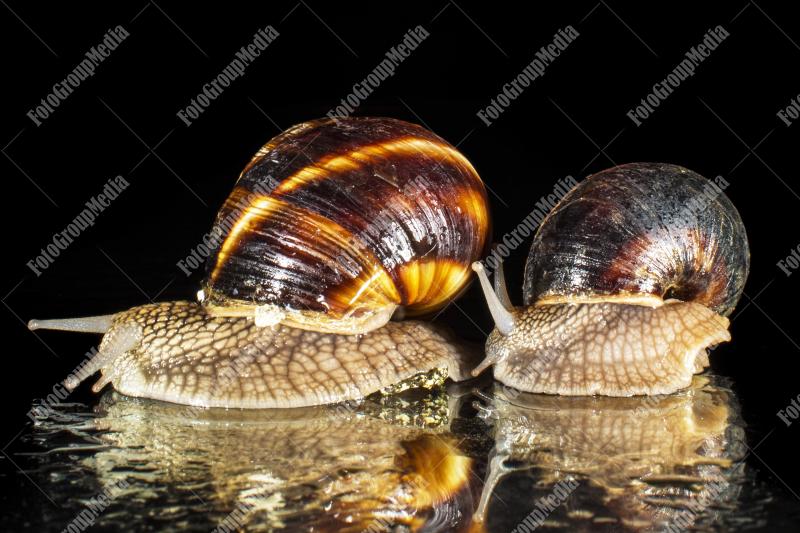 Snails isolated on black background