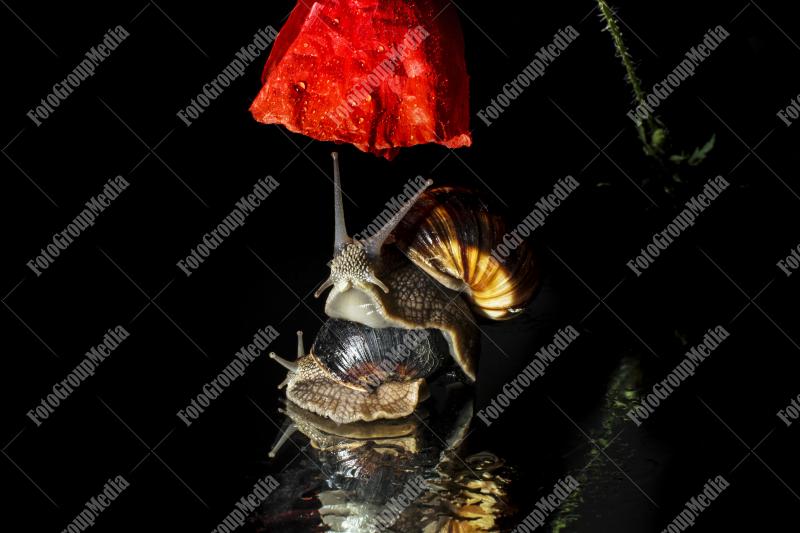 Garden snails dancing under flower