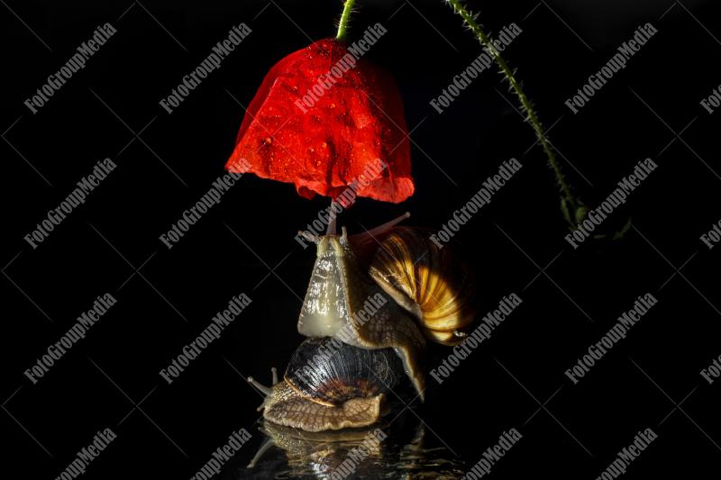 Snails reaching out to a poppy flower