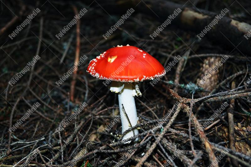Amanita Muscaria , known as Fly agaric or fly Amanita mushrooms