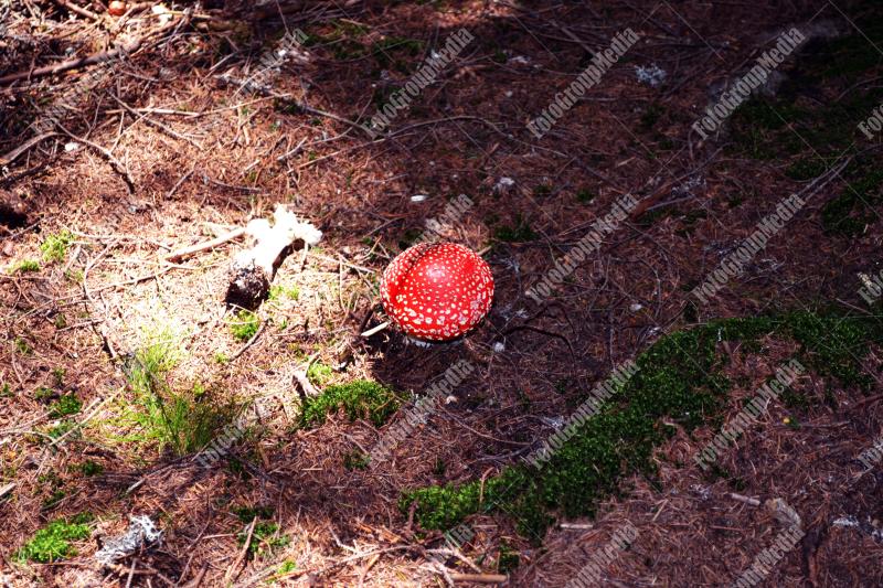 Amanita Muscaria , known as Fly agaric or fly Amanita mushrooms
