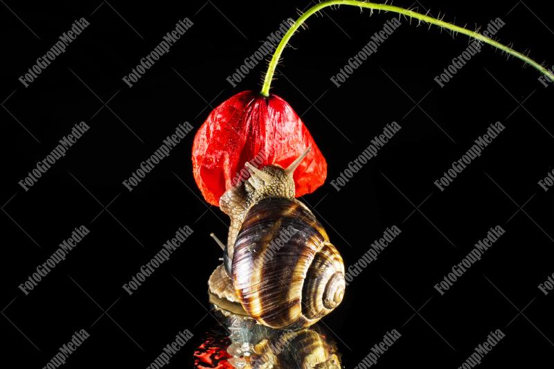 Snack attack done by garden snails