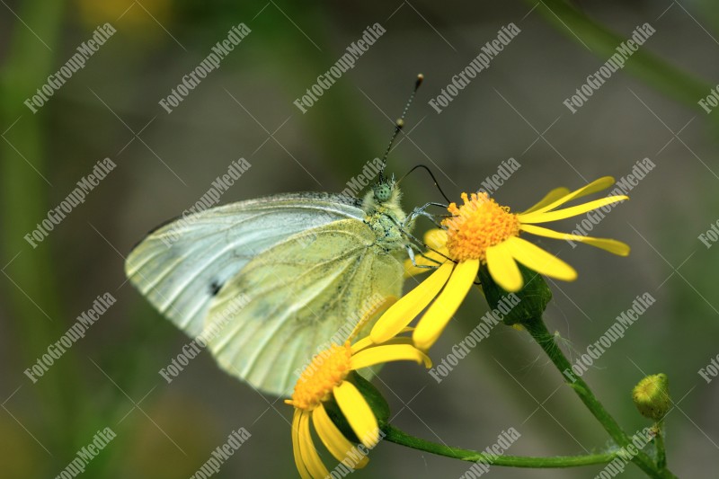 White butterfly and yellow flowers