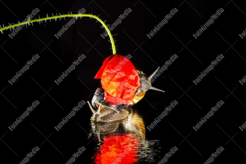 Snack attack, garden snails