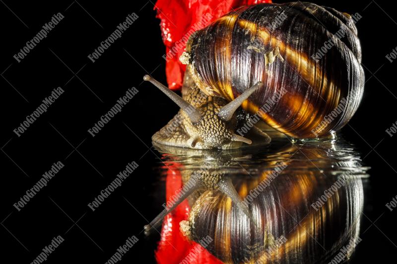 Snail on shiny surface