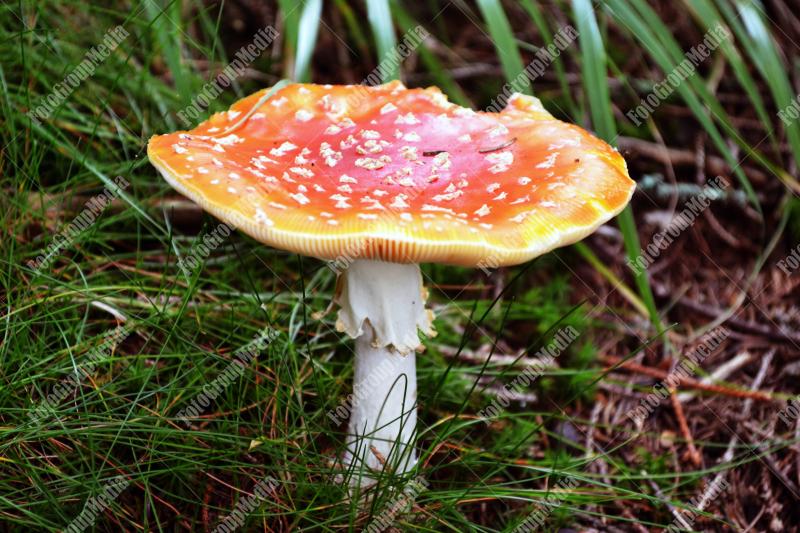 Amanita Muscaria , known as Fly agaric or fly Amanita mushrooms