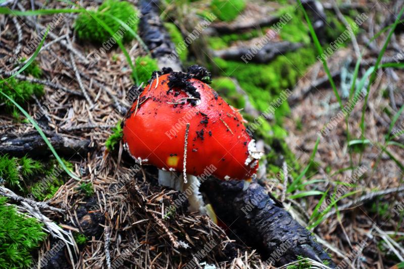 Amanita Muscaria , known as Fly agaric or fly Amanita mushrooms