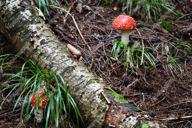 Amanita Muscaria , known as Fly agaric or fly Amanita mushrooms