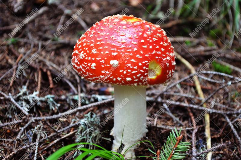 Amanita Muscaria , known as Fly agaric or fly Amanita mushrooms