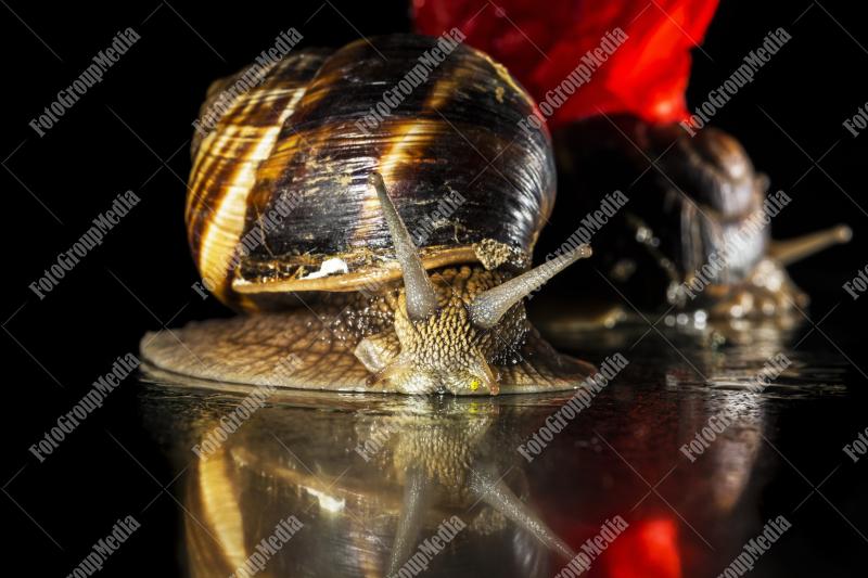 Snail in close up