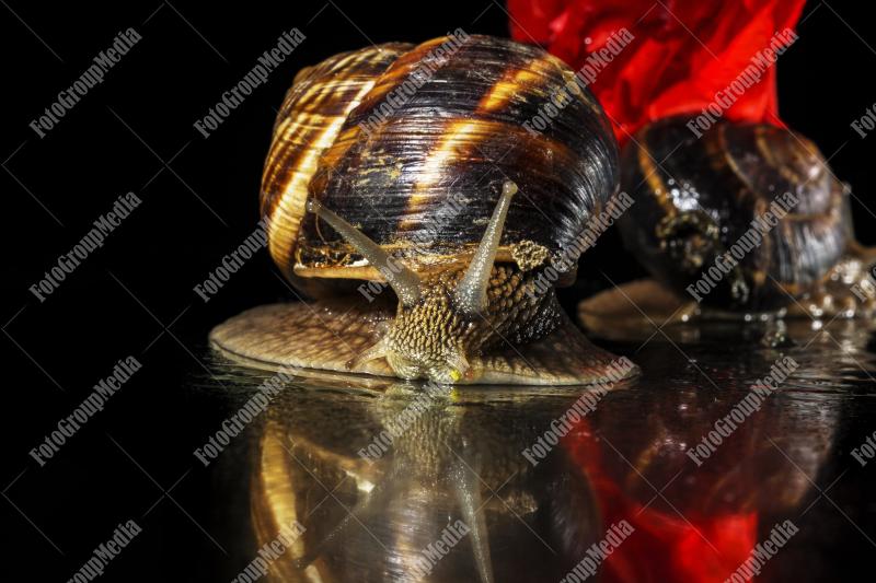 Snail in close up