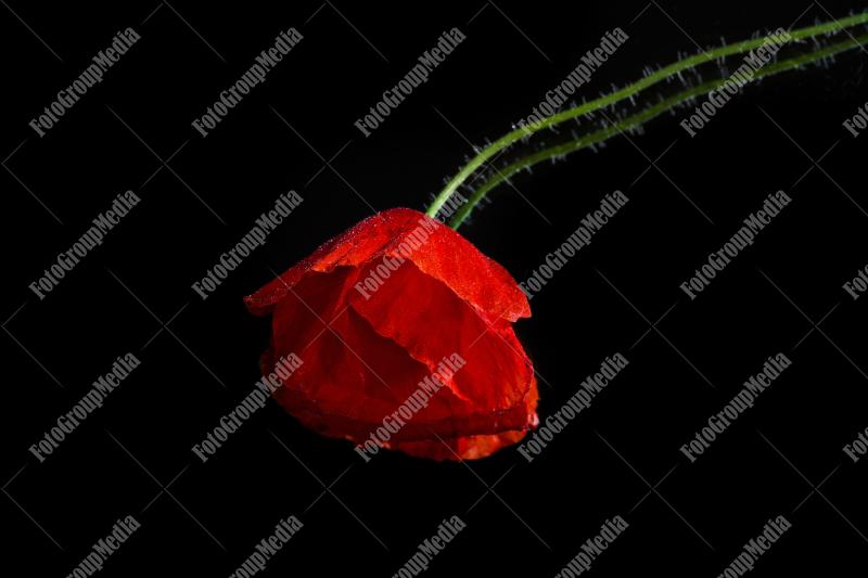 Poppy flower isolated on black background