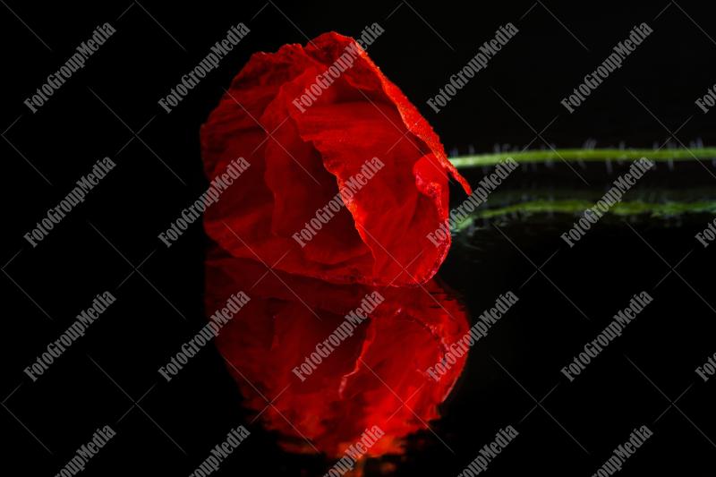 A solitary red poppy