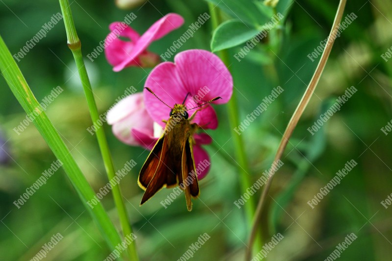 Butterfly resting on purple flower