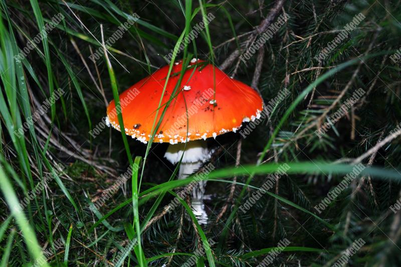 Amanita Muscaria , known as Fly agaric or fly Amanita mushrooms