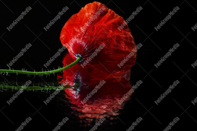 Poppy on reflective surface