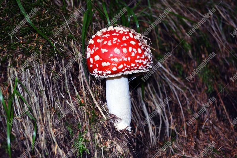 Amanita Muscaria , known as Fly agaric or fly Amanita mushrooms
