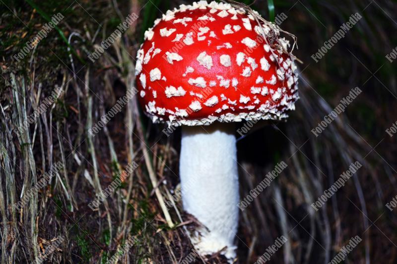 Amanita Muscaria , known as Fly agaric or fly Amanita mushrooms