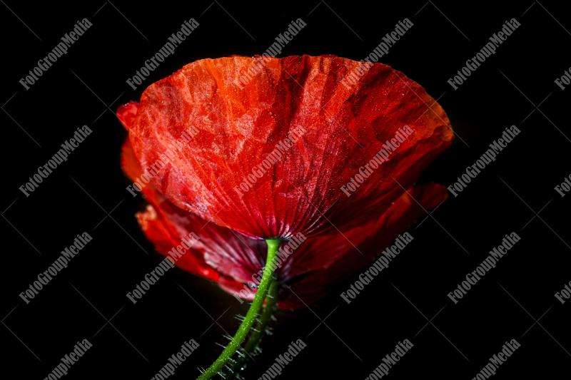 Red Poppy