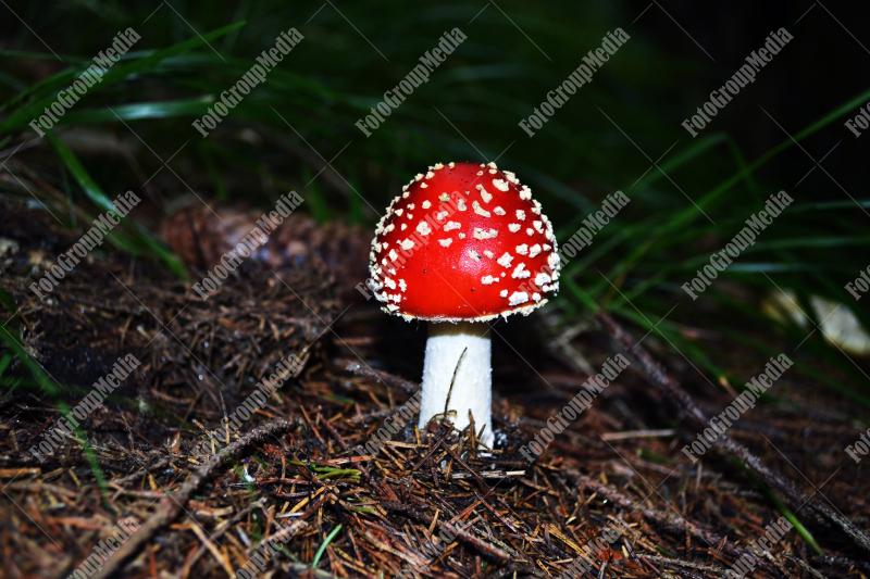 Amanita Muscaria , known as Fly agaric or fly Amanita mushrooms