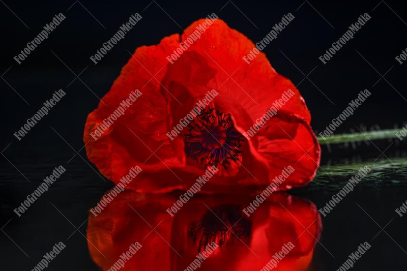 Reflection of a red poppy