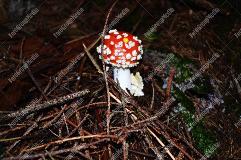 Amanita Muscaria , known as Fly agaric or fly Amanita mushrooms