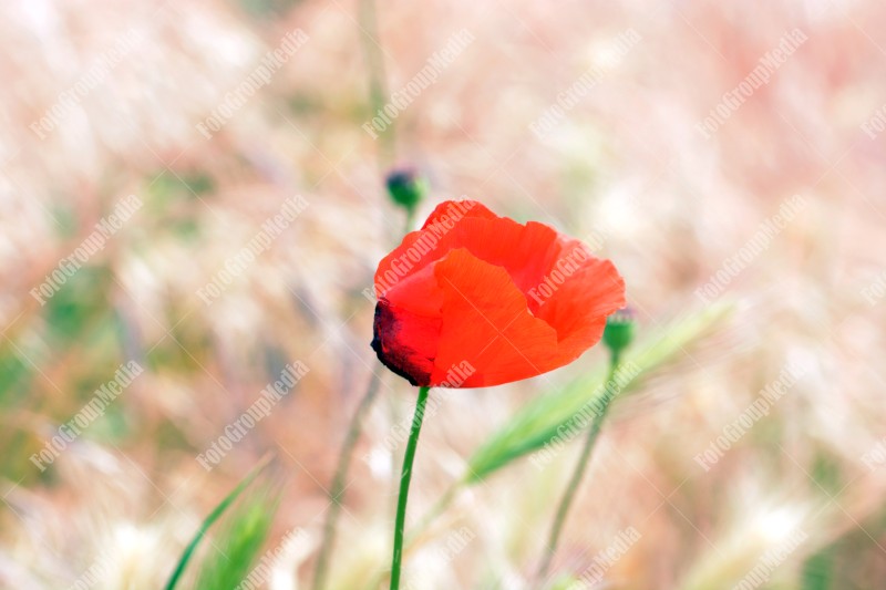 Poppy Flower