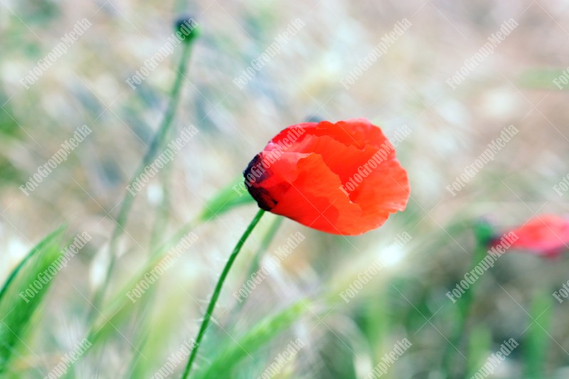 Poppy flower