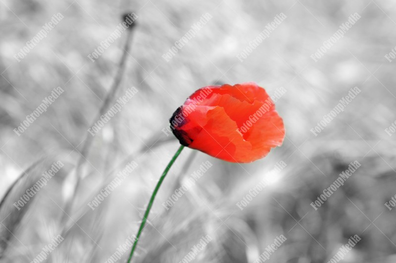 Solitary poppy flower