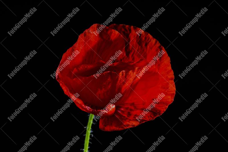 Striking red poppy isolated on black background