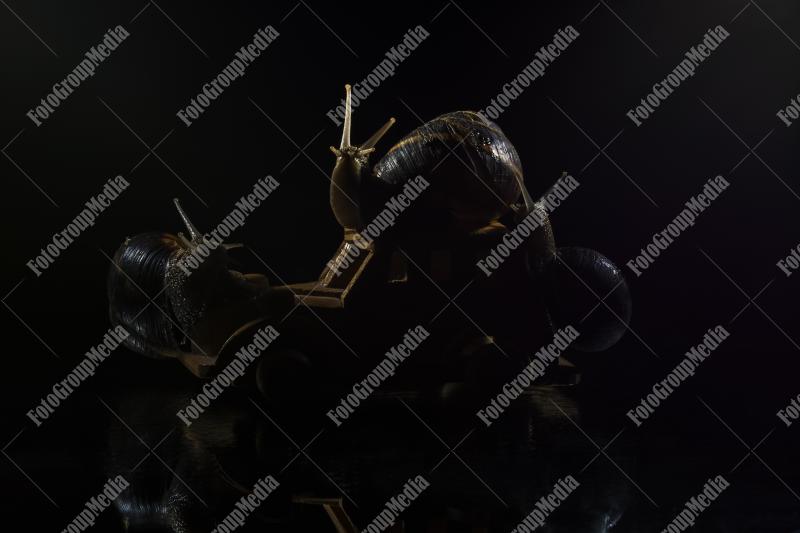 Garden snails silhouettes