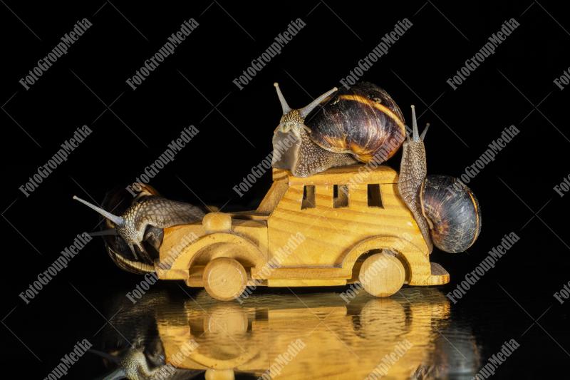 Adventure time for garden snails