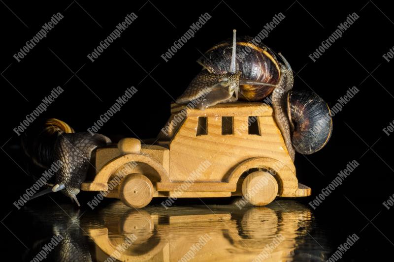 Snails on toy car ready for a ride