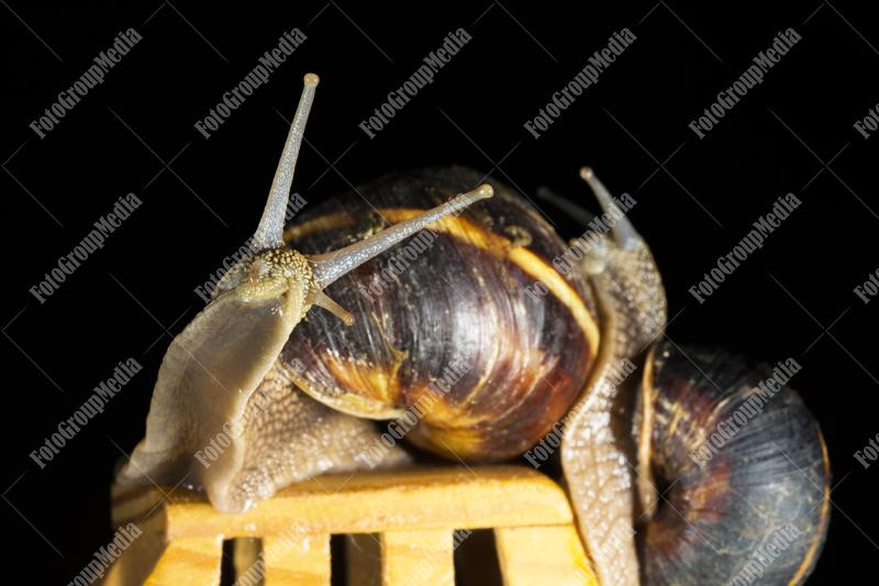 Garden snails and their toy car