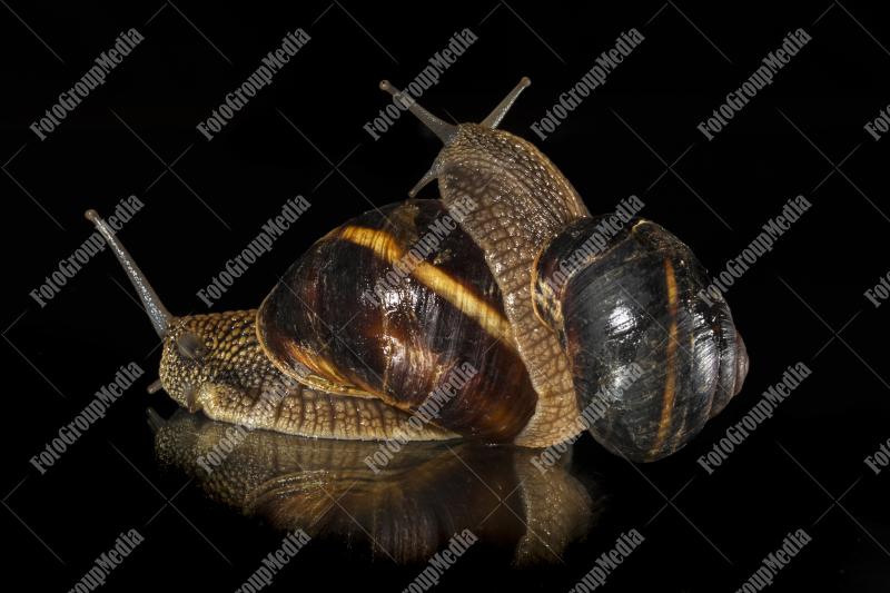 Elegant garden snails
