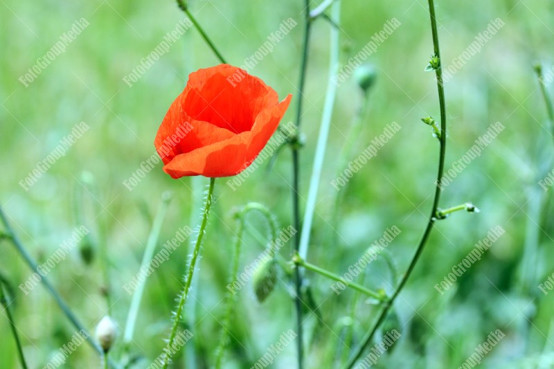 Poppy flower