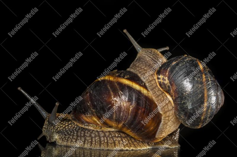 Elegant garden snails
